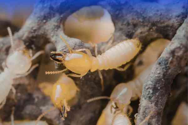 Cockroach Control